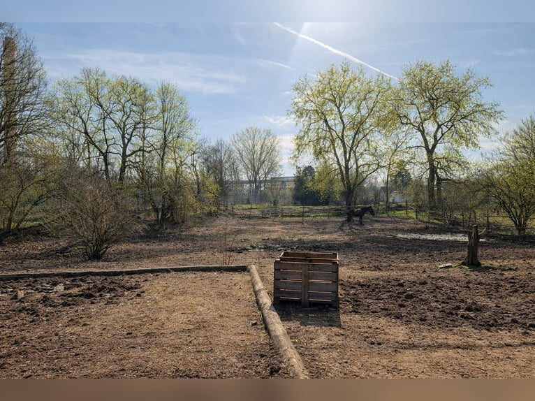 Puesto en paddock abierto en Viena, 1210, cerca de Lobau