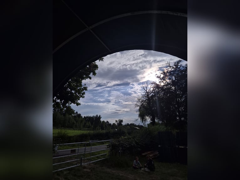 Puesto en paddock abierto para caballos de paso o ponis con trastornos metabólicos