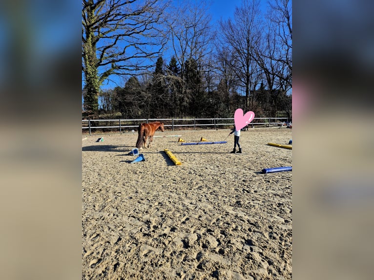 Puesto en paddock abierto para caballos de paso o ponis con trastornos metabólicos