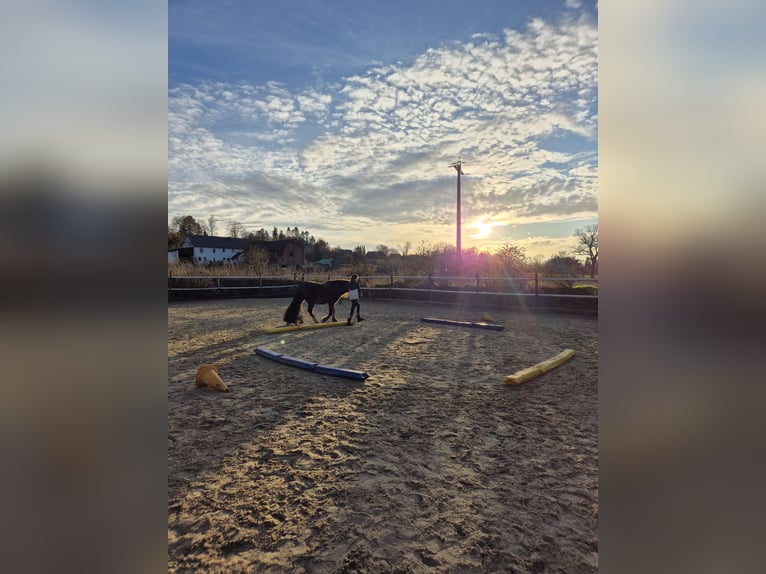 Puesto en paddock abierto para caballos de paso o ponis con trastornos metabólicos