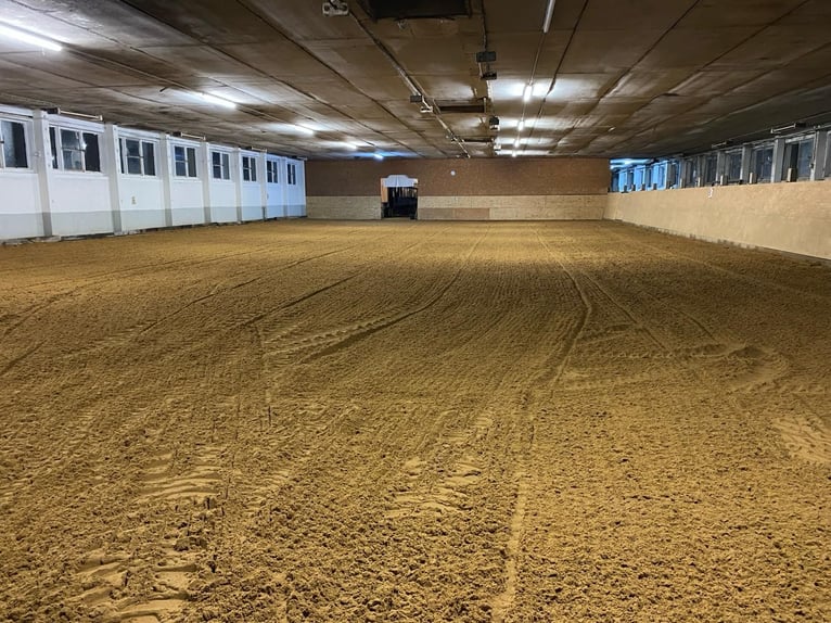 Puesto en paddock abierto para dos caballos en establo privado