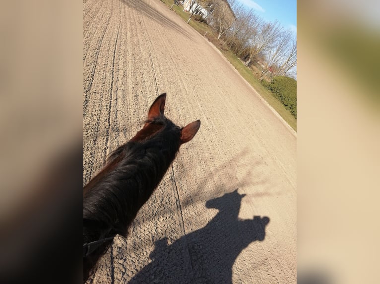Puesto en paddock abierto para dos caballos en establo privado