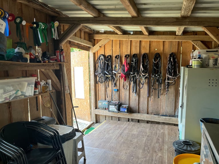 Puesto en paddock en Aretsried para un caballo castrado disponible de inmediato