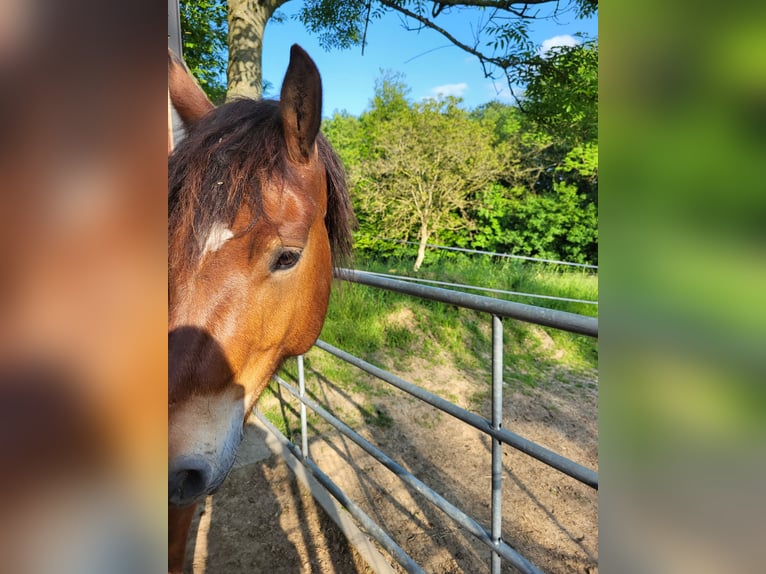 Puesto en paddock en Essen Schuir / Kettwig