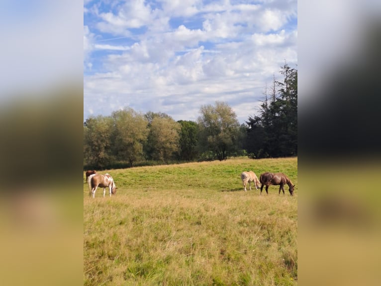 Puesto en paddock en Hamburg-Duvenstedt, 22397