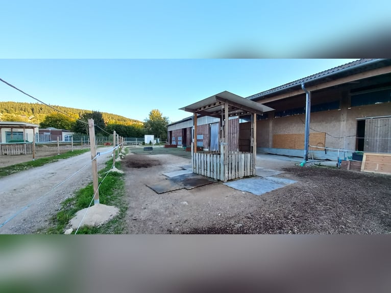 Puesto en paddock en Tuttlingen Möhringen, adecuado para caballos de fácil mantenimiento