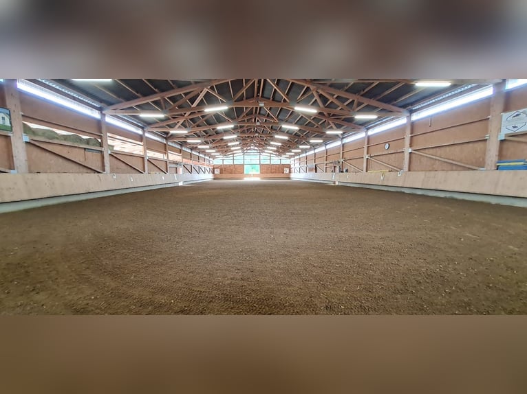 Puesto en paddock en Tuttlingen Möhringen, adecuado para caballos de fácil mantenimiento