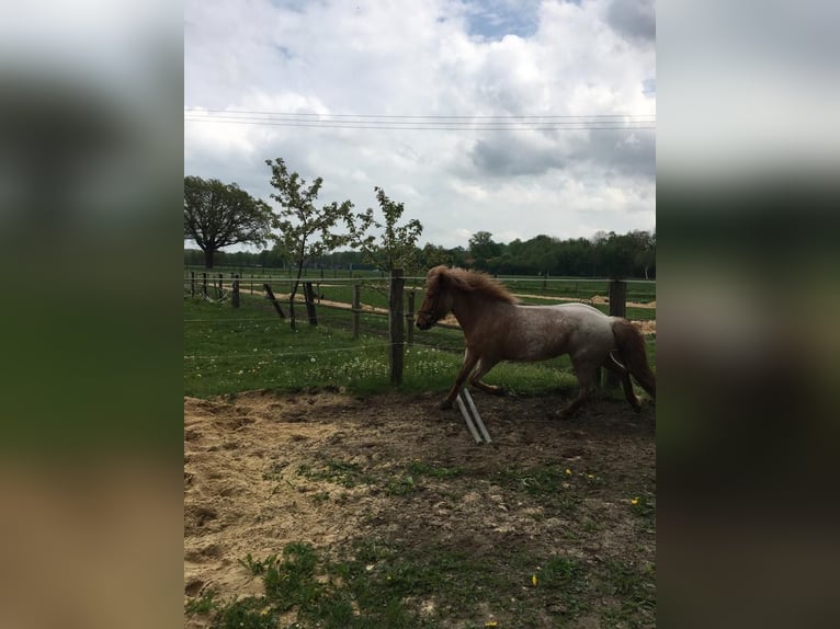 Puesto en paddock libre disponible a partir de junio/julio