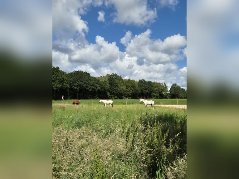 Puesto en paddock o paddock trail para poni