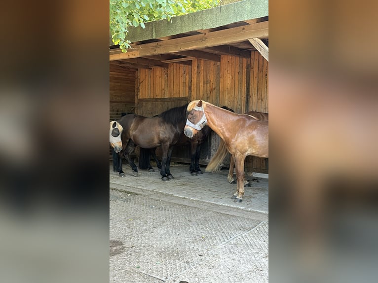 Puesto en paddock para caballero