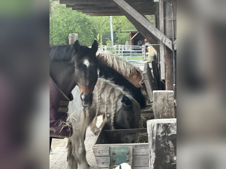 Puesto en paddock para caballero