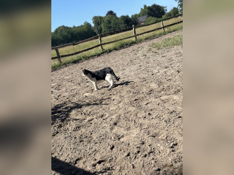 Puesto en paddock para caballero