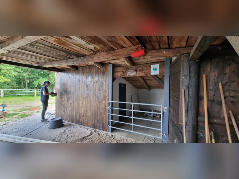 Puesto en paddock para caballo gelding