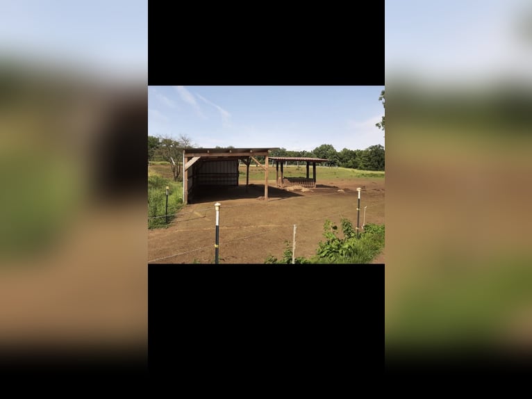 Puesto en paddock para caballo gelding