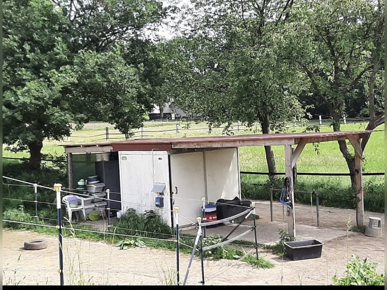 Puesto en paddock para caballo gelding