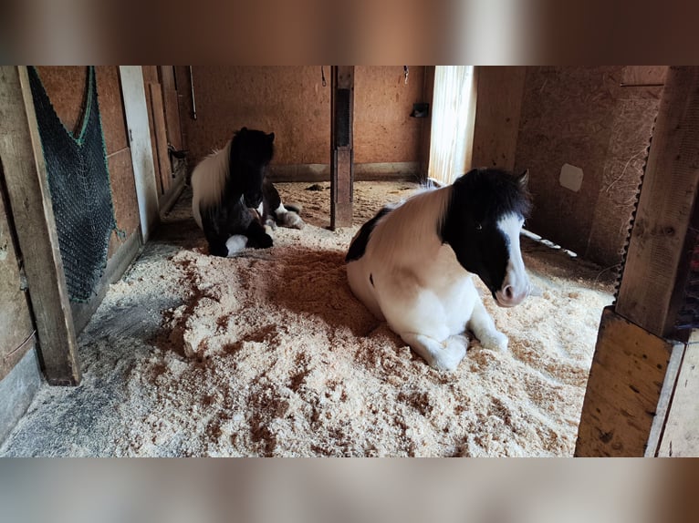 Puesto en paddock para caballo islandés, cerca de Uzwil SG