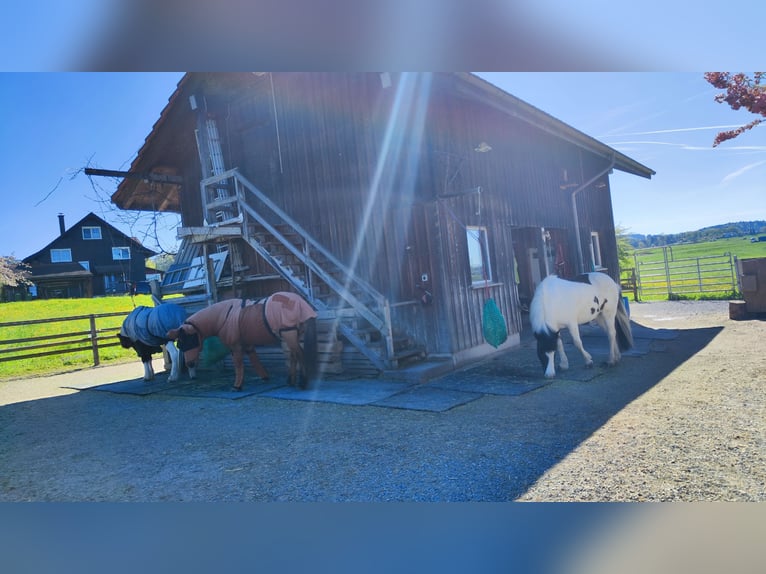 Puesto en paddock para caballo islandés, cerca de Uzwil SG