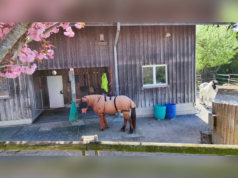 Puesto en paddock para caballo islandés, cerca de Uzwil SG