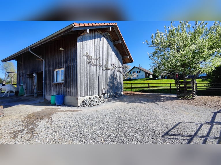 Puesto en paddock para caballo islandés, cerca de Uzwil SG