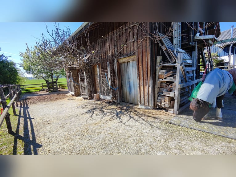 Puesto en paddock para caballo islandés, cerca de Uzwil SG