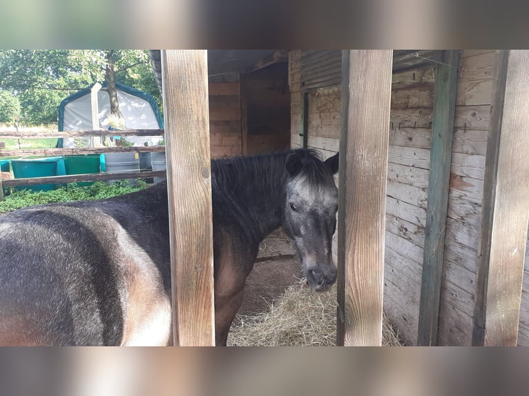 Puesto en paddock para pony de retiro, pony, Shetland