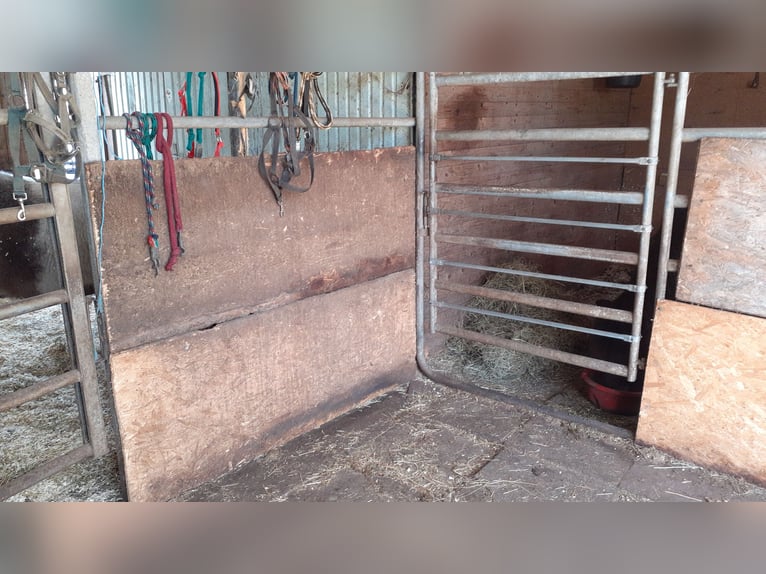 Puesto en paddock para pony de retiro, pony, Shetland