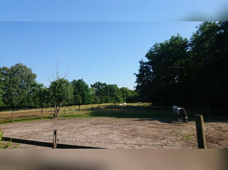 Puesto en paddock para pony de retiro, pony, Shetland