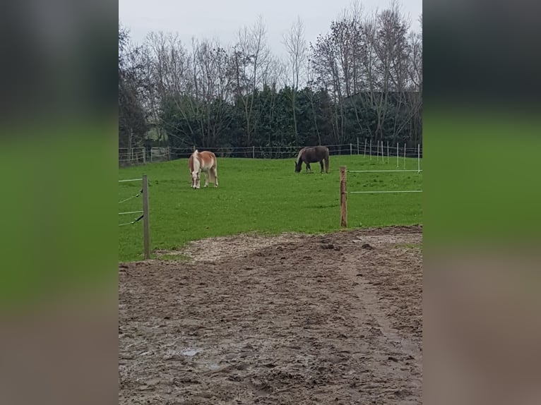 Puesto en paddock para un caballo gelding