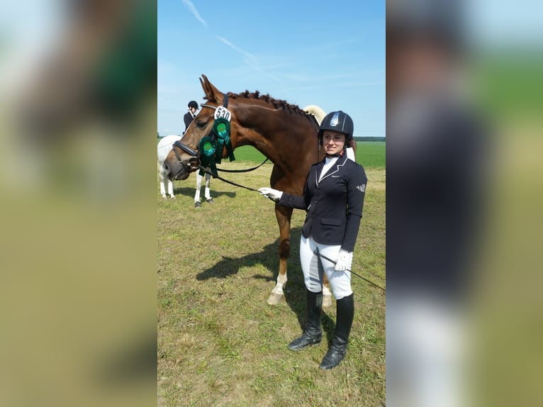 Puestos de paddock abierto
