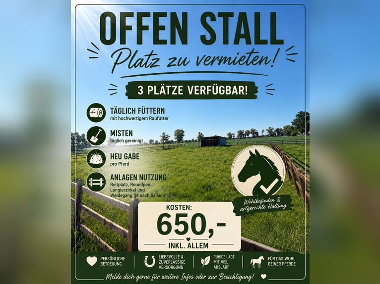 Se alquilan 3 plazas en paddock abierto.