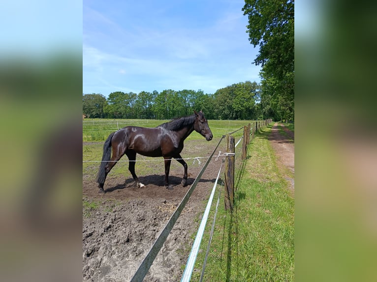 Se busca una compañera para establo abierto para una yegua de seis años.