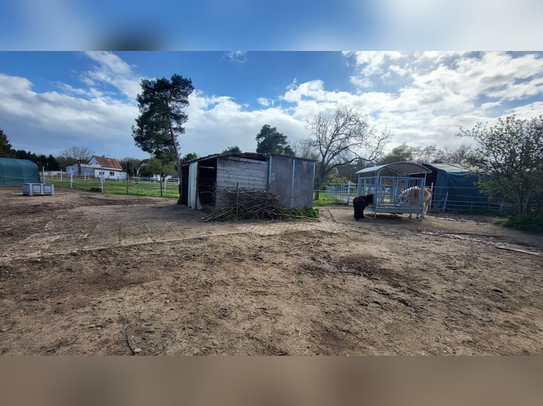 Se dispone de un box compatible con alérgicos para un potro de tamaño pony.