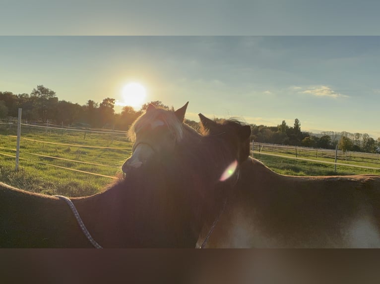 Se dispone de un box compatible con alérgicos para un potro de tamaño pony.