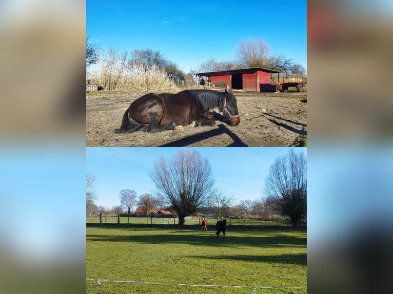 Se dispone de una plaza tranquila en el paddock abierto en la finca.