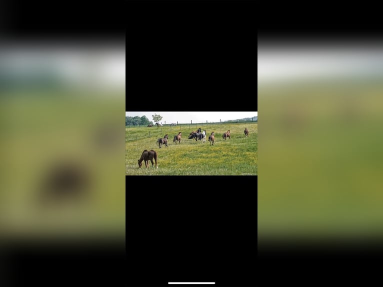 Se ofrece una plaza libre en el paddock abierto en la Wide Field Ranch en Breitenfeld.