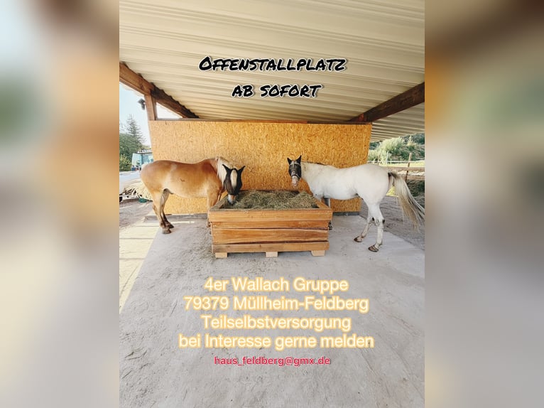 Un lugar en paddock disponible
