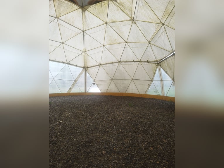 ...un lugar para tu yegua...