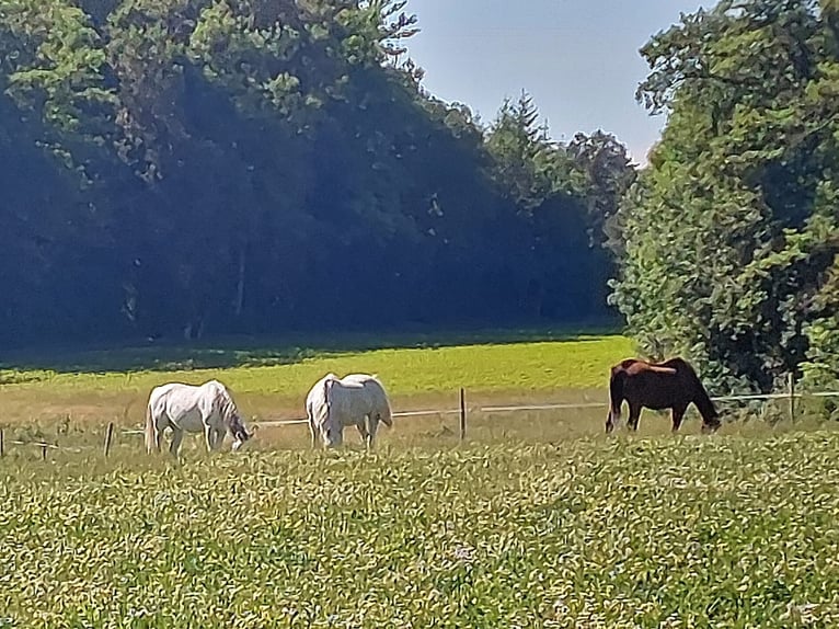 Un puesto disponible en un establo de grupo con acceso libre en Kloten, ZH