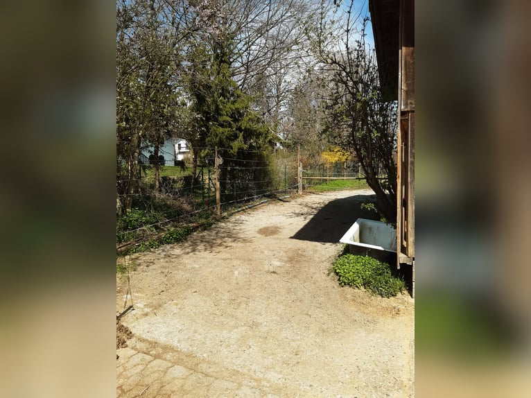 ¡Vaga un box en establo abierto para la tenencia autónoma de cuatro caballos a partir de mediados o 