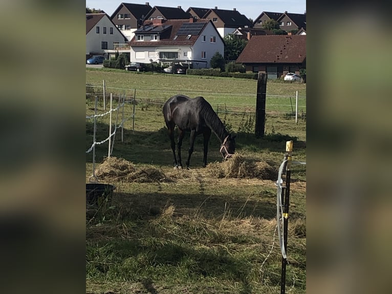 Verpflegung nicht reitbarer Pferde/Ponys + Rentnerversorgung