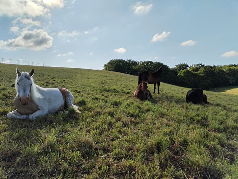 Weideplatz Offenstallplatz Weidehaltung