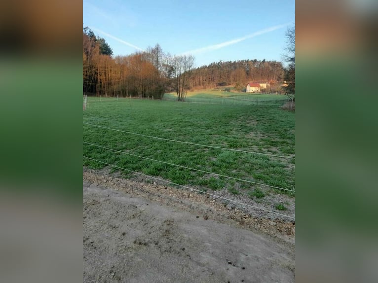 Wir haben Offenstallplätze frei