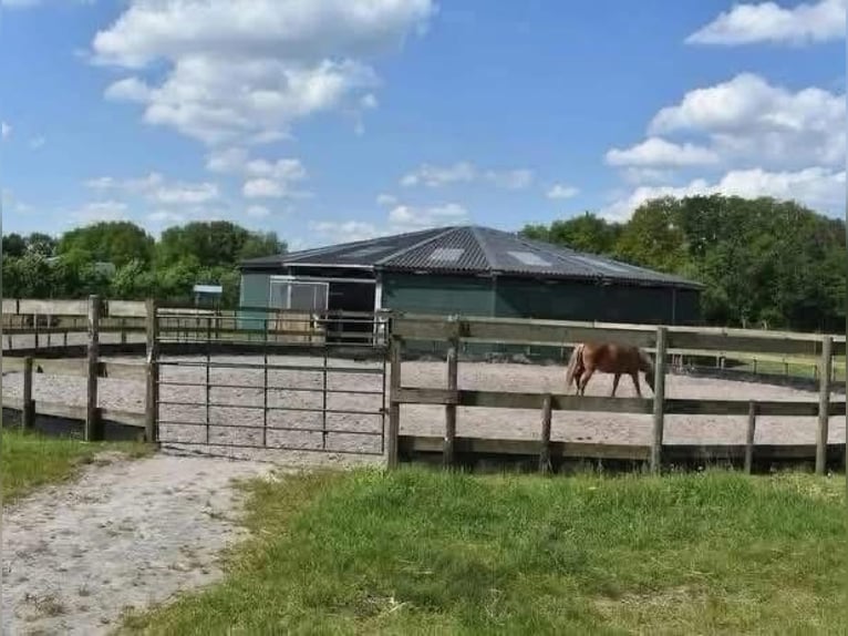 Amplios establos disponibles: cuidado de caballos de manera independiente y profesional