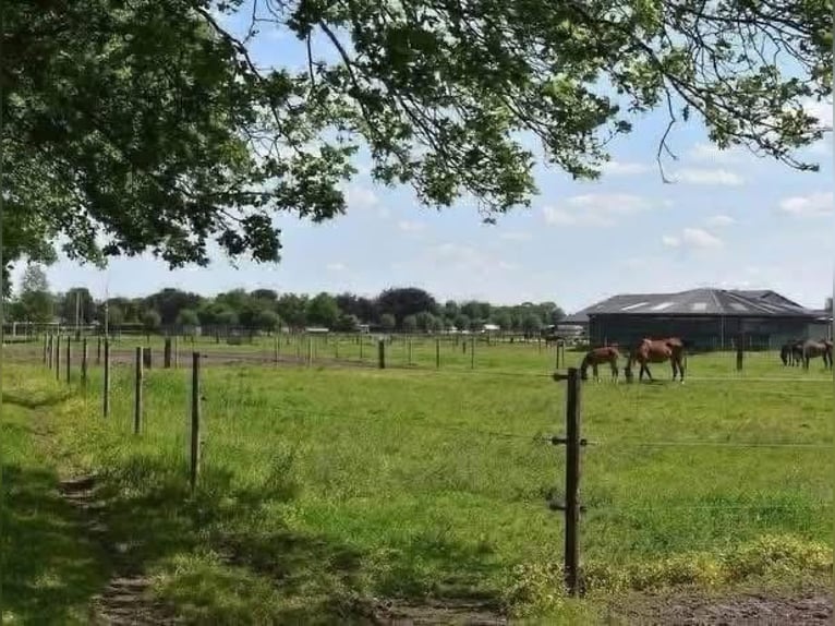 Amplios establos disponibles: cuidado de caballos de manera independiente y profesional