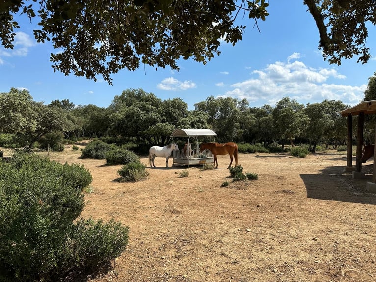 Cría, cuidado y pasto para caballos en edad avanzada con atención - Familia suiza / Veterinaria