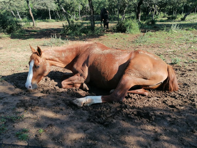 Cría, cuidado y pasto para caballos en edad avanzada con atención - Familia suiza / Veterinaria