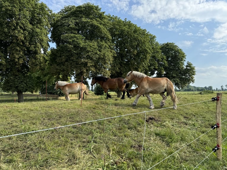 Einstellerplätze auf Weide und in der Box im Pferde- und Naturparadies