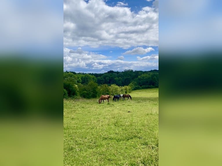 🍃 Espacios disponibles en paddock – Una crianza de caballos adecuada a su naturaleza con corazón 🍃