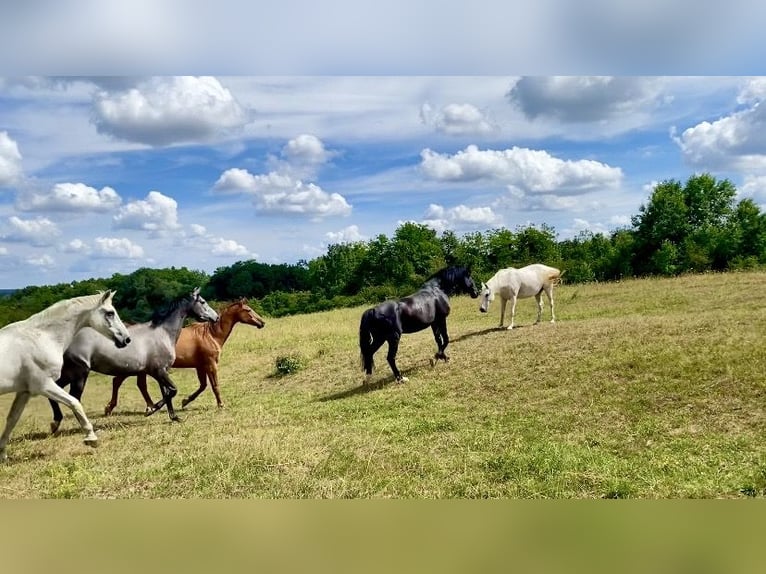 🍃 Espacios disponibles en paddock – Una crianza de caballos adecuada a su naturaleza con corazón 🍃