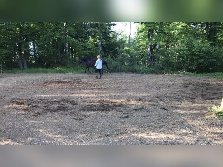 Establo abierto / espacio para pastar en el campo